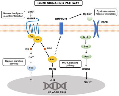 Brain and Pituitary Transcriptome Analyses Reveal the Differential Regulation of Reproduction-Related LncRNAs and mRNAs in Cynoglossus semilaevis